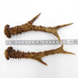 Rehstangen Reh Geweih Paar 2 Stück Länge 19,5 cm 14.2.462