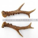 Rehstangen Reh Geweih Paar 2 Stück Länge 19 cm...