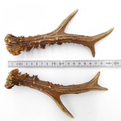 Rehstangen Reh Geweih Paar 2 Stück Länge 19 cm 14.2.463