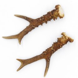 Rehstangen Reh Geweih Paar 2 Stück Länge 19 cm 14.2.463