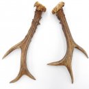 Rehstangen Reh Geweih Paar 2 Stück Länge 20 cm 14.2.464