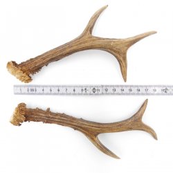Rehstangen Reh Geweih Paar 2 Stück Länge 20 cm 14.2.464
