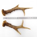 Rehstangen Reh Geweih Paar 2 Stück Länge 22 cm...