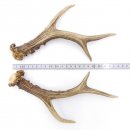 Rehstangen Reh Geweih Paar 2 Stück Länge 25 cm 14.2.466