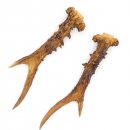 Rehstangen Reh Geweih Paar 2 Stück Länge 15 cm 14.2.467
