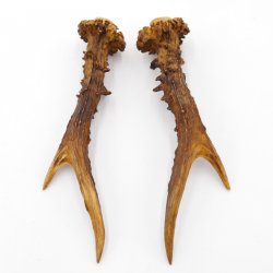 Rehstangen Reh Geweih Paar 2 Stück Länge 15 cm 14.2.467