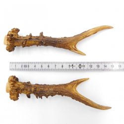 Rehstangen Reh Geweih Paar 2 Stück Länge 15 cm 14.2.467