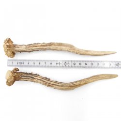 Rehstangen Reh Geweih Paar 2 Stück Länge 19 cm 14.2.468
