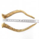 Rehstangen Reh Geweih Paar 2 Stück Länge 18 cm...