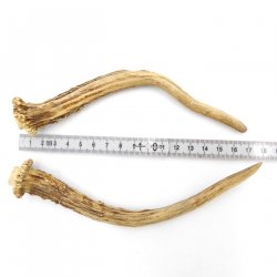 Rehstangen Reh Geweih Paar 2 Stück Länge 18 cm 14.2.469