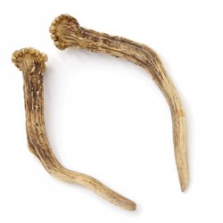 Rehstangen Reh Geweih Paar 2 Stück Länge 18 cm 14.2.469