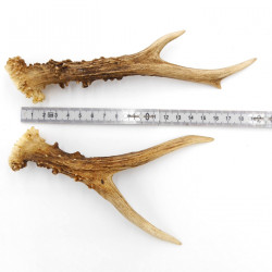 Rehstangen Reh Geweih Paar 2 Stück Länge 20 cm 14.2.470
