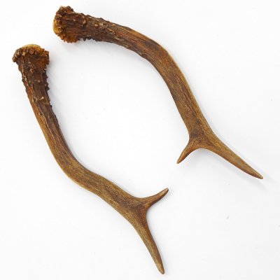 Rehstangen Reh Geweih Paar 2 Stück Länge 19 cm 14.2.471
