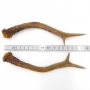Rehstangen Reh Geweih Paar 2 Stück Länge 19 cm...