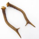 Rehstangen Reh Geweih Paar 2 Stück Länge 19 cm 14.2.471