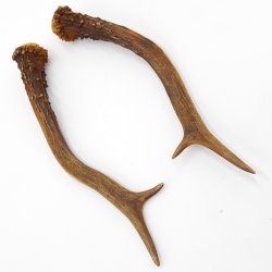 Rehstangen Reh Geweih Paar 2 Stück Länge 19 cm 14.2.471