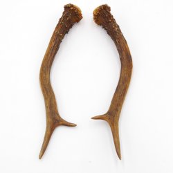 Rehstangen Reh Geweih Paar 2 Stück Länge 19 cm 14.2.471