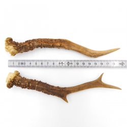 Rehstangen Reh Geweih Paar 2 Stück Länge 20 cm 14.2.472