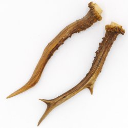 Rehstangen Reh Geweih Paar 2 Stück Länge 20 cm 14.2.472