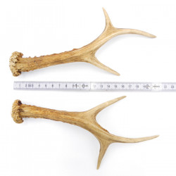 Rehstangen Reh Geweih Paar 2 Stück Länge 21 cm 14.2.473