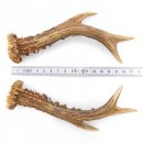 Rehstangen Reh Geweih Paar 2 Stück Länge 18 cm...