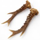 Rehstangen Reh Geweih Paar 2 Stück Länge 18 cm 14.2.474