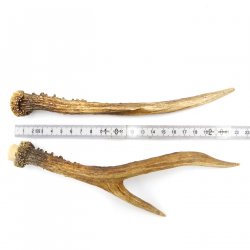 Rehstangen Reh Geweih Paar 2 Stück Länge 22 cm 14.2.475
