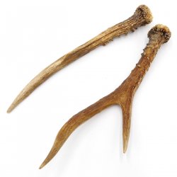 Rehstangen Reh Geweih Paar 2 Stück Länge 22 cm 14.2.475