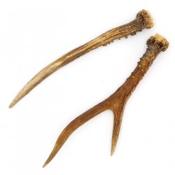 Rehstangen Reh Geweih Paar 2 Stück Länge 22 cm 14.2.475