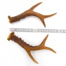 Rehstangen Reh Geweih Paar 2 Stück Länge 20 cm...