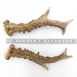 Rehstangen Reh Geweih Paar 2 Stück Länge 19 cm 14.2.477