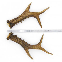 Rehstangen Reh Geweih Paar 2 Stück Länge 22 cm 14.2.479