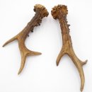 Rehstangen Reh Geweih Paar 2 Stück Länge 20 cm 14.2.480