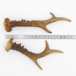 Rehstangen Reh Geweih Paar 2 Stück Länge 20 cm 14.2.480