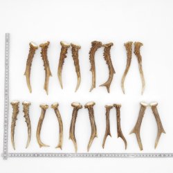 Rehstangen 9 Paar Stangen L 14-18 cm für Bastler Gehörne Rehgeweihe Geweih Stange 14.3.133