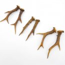 Rehstangen 3 Paar Stangen L 18-21 cm für Bastler Gehörne Rehgeweihe Geweih Stange 14.3.135