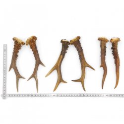Rehstangen 3 Paar ältere Stangen L 19-21 cm Gehörne Rehgeweihe Geweih Stange 14.3.136