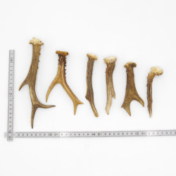 Rehstangen 6 Stück Stangen L 11-21 cm Konvolut Gehörne Rehgeweihe Geweih Stange 14.3.137