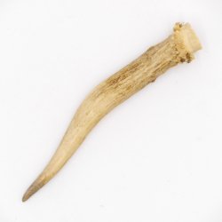 Rehstange Länge 12 cm Reh Geweihestange Stange Rehgehörn Gehörn 14.1.284