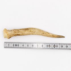 Rehstange Länge 12 cm Reh Geweihestange Stange Rehgehörn Gehörn 14.1.284