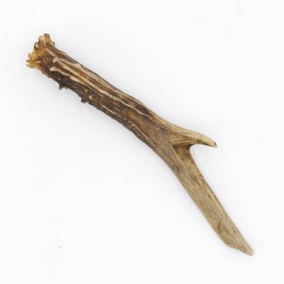 Rehstange Länge 16 cm Reh Geweihestange Stange Rehgehörn Gehörn 14.1.285