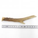 Rehstange Länge 16 cm Reh Geweihestange Stange...
