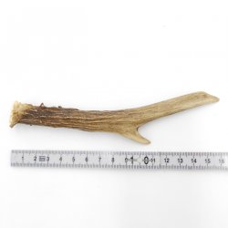 Rehstange Länge 16 cm Reh Geweihestange Stange Rehgehörn Gehörn 14.1.285