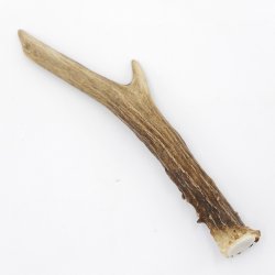 Rehstange Länge 16 cm Reh Geweihestange Stange Rehgehörn Gehörn 14.1.285