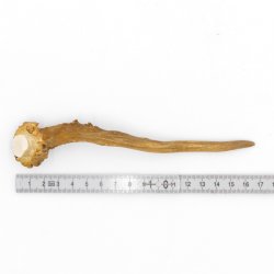 Rehstange Länge 17 cm Reh Geweihestange Stange Rehgehörn Gehörn 14.1.286