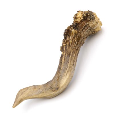 Rehstange Länge 12 cm Reh Geweihestange Stange Rehgehörn Gehörn 14.1.287