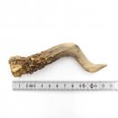 Rehstange Länge 12 cm Reh Geweihestange Stange...