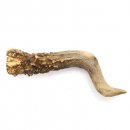 Rehstange Länge 12 cm Reh Geweihestange Stange Rehgehörn Gehörn 14.1.287