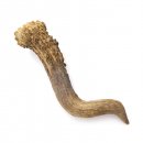 Rehstange Länge 12 cm Reh Geweihestange Stange Rehgehörn Gehörn 14.1.287