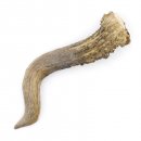 Rehstange Länge 12 cm Reh Geweihestange Stange Rehgehörn Gehörn 14.1.287